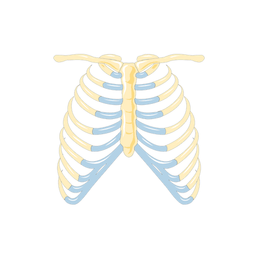 Human Body